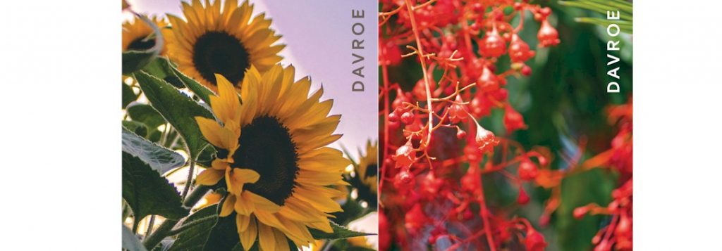 Sunflower Oil and Illawara Flame Tree Extract are both in the DAVROE Body Wellness Range