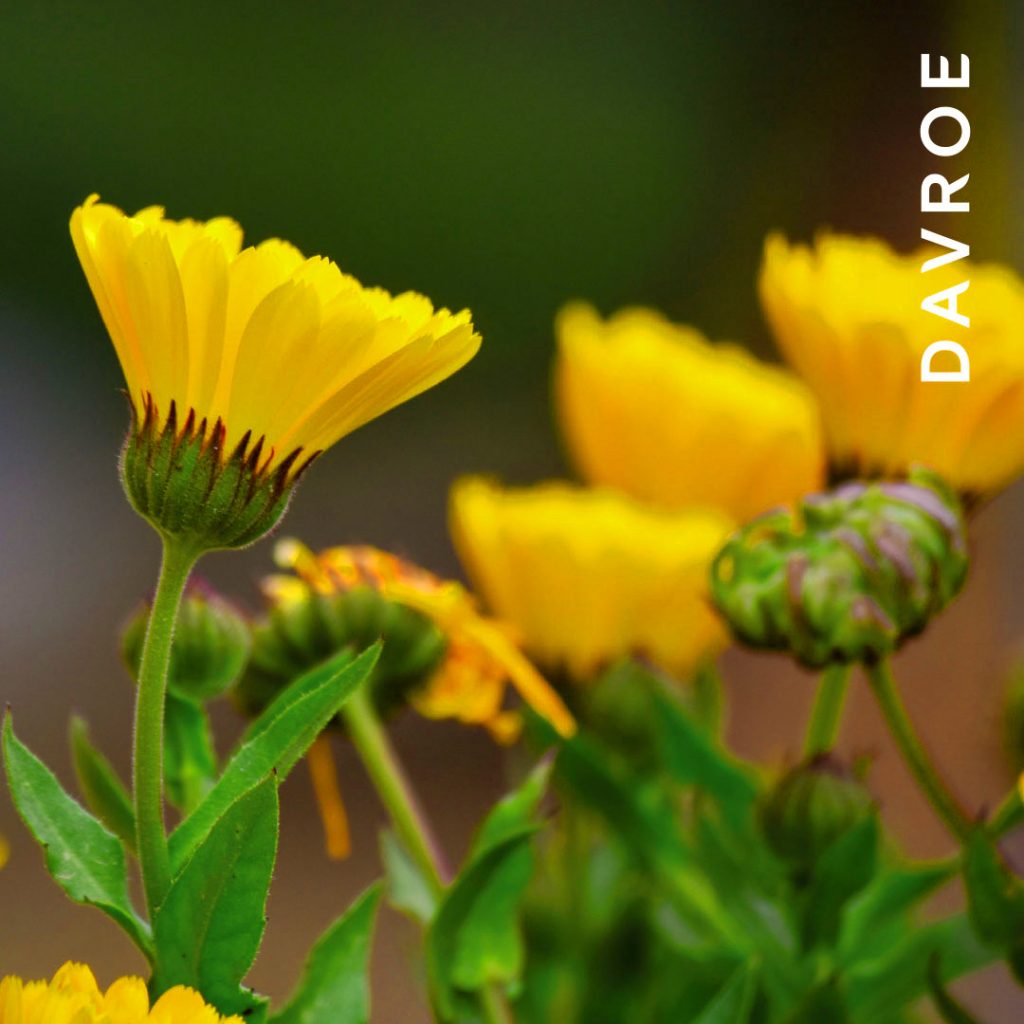 Calendula Extract is used to hydrate and condition the hair. Rich in antioxidants, Calendula’s regenerative properties will leave the hair smooth and radiant.
Calendula oil is often used to hydrate dry scalps, remove dandruff, and improve the condition of the scalp. With its regenerative properties it helps the hair follicles grow abundantly allowing for a thicker mane, and the antioxidants help protect the hair and scalp against cell-damaging free radicals