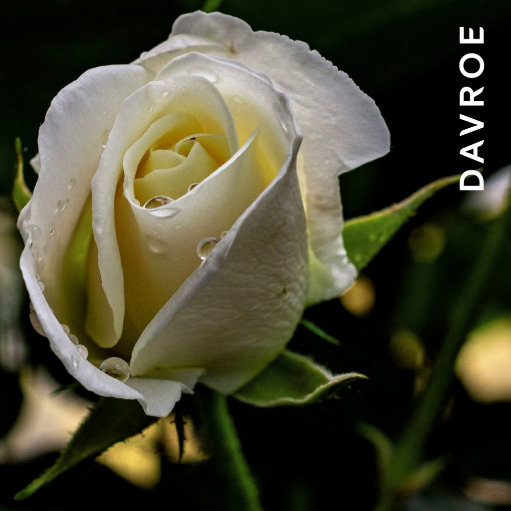 Rose Extract - to retain the hair’s natural moisture, leaving hair conditioned and nourished, whilst strengthening, reducing frizz and increasing shine. Rose is a mild astringent which may help to reduce oiliness and dandruff. It has anti-inflammatory properties, which may make it beneficial for certain scalp conditions, like psoriasis and eczema
