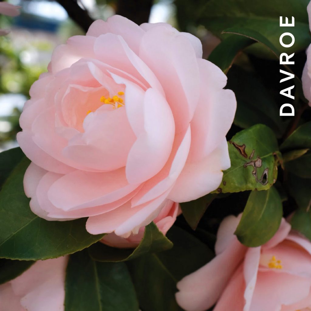 DAVROE-Ingredient-Natures-Active-camellia-oil