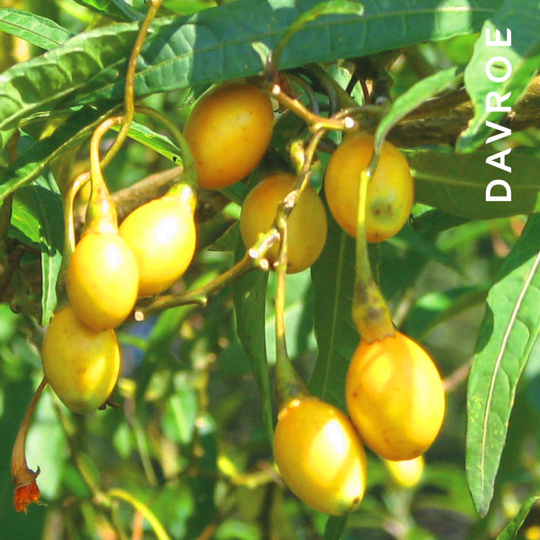 DAVROE-Ingredient-Natures-Active-kakadu plum 1080x1080