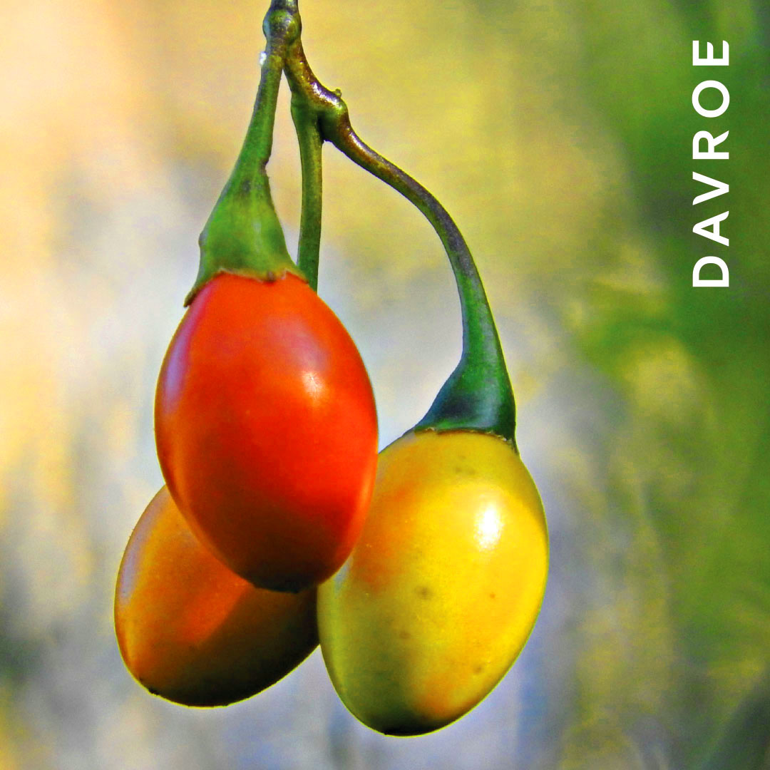 DAVROE-Ingredient-Natures-Active-kangaroo apple 1080x1080