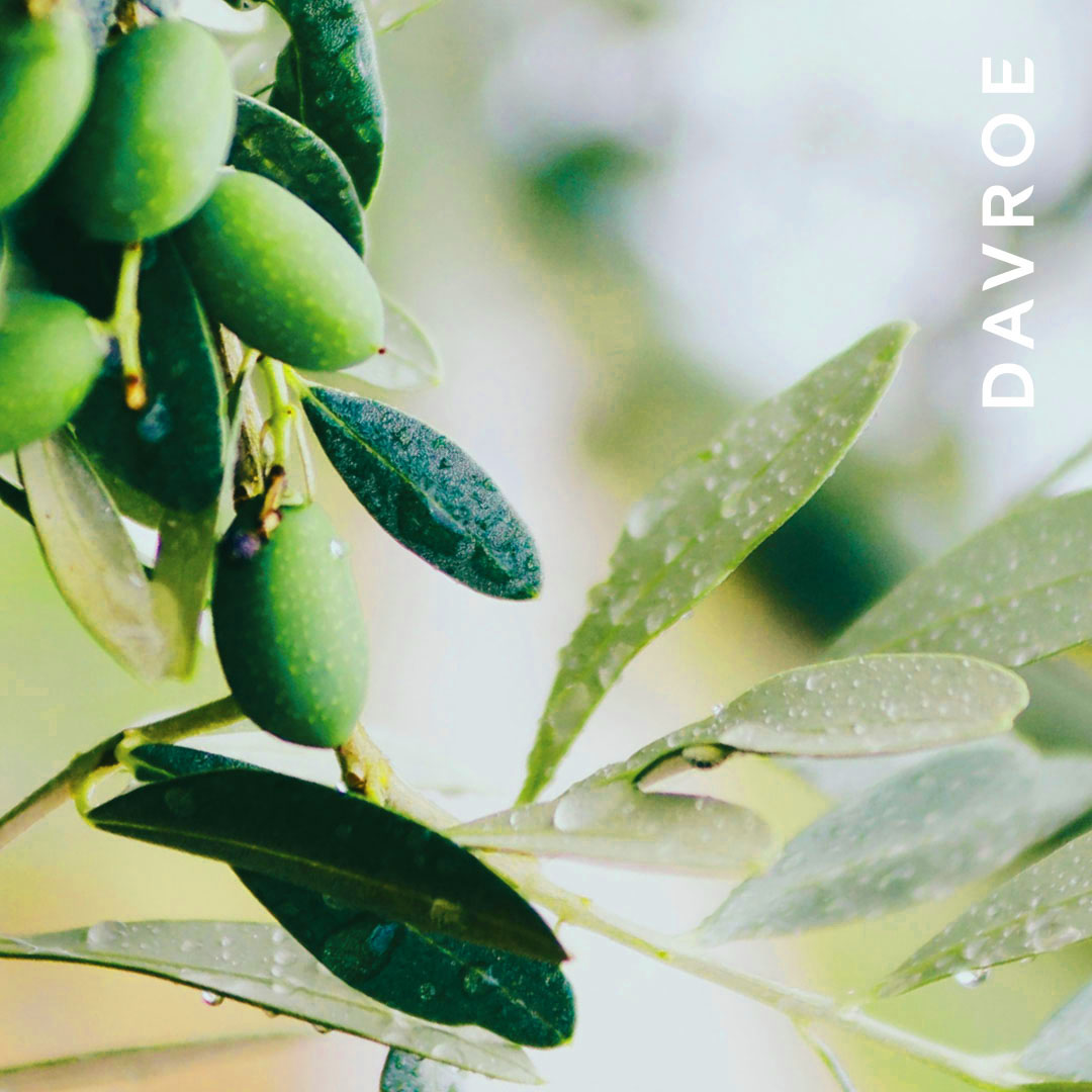 DAVROE-Ingredient-Natures-Active-olive leaf 1080x1080