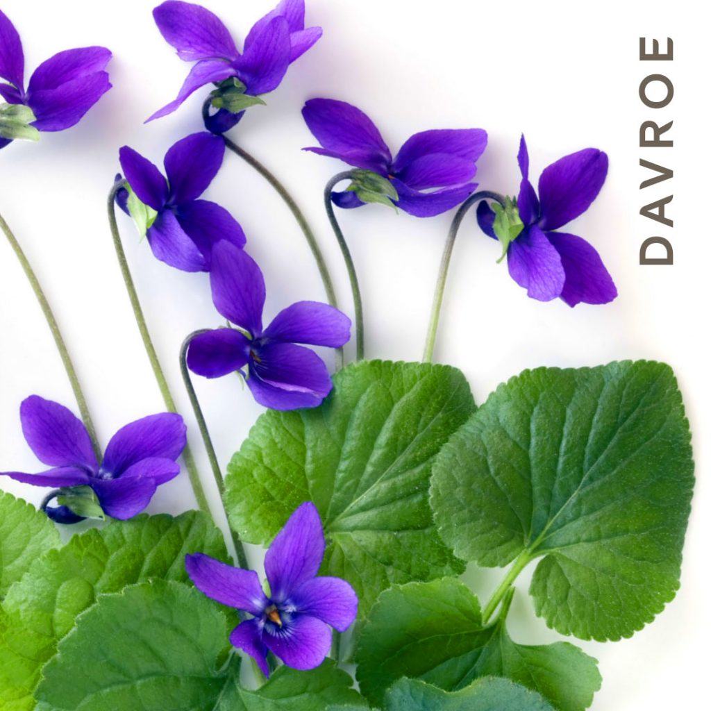 Violet Extract in haircare is an Antioxidant and anti-inflammatory rich, Violet helps to maintain hair colour, soften, and rejuvenate all hair types.