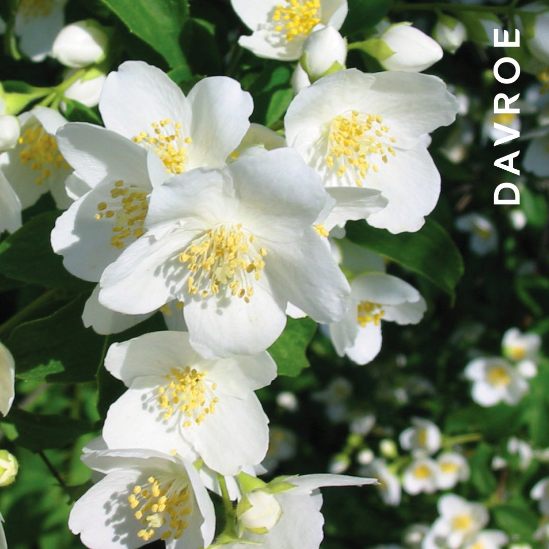 DAVROE-Ingredient-jasmine-1080x1080
