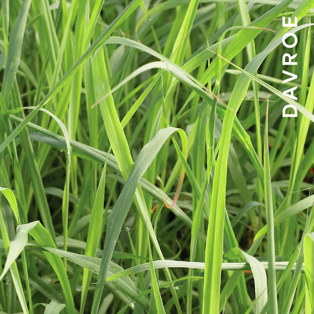 DAVROE-Ingredient-lemongrass-1080x1080-1.jpg
