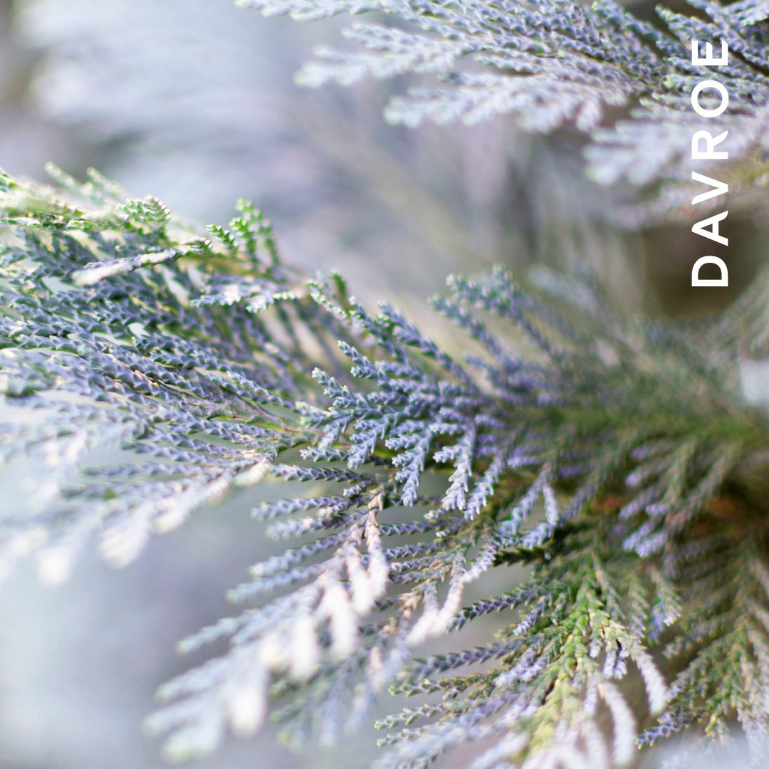 DAVROE-Ingredients-White Cypress 1080x1080