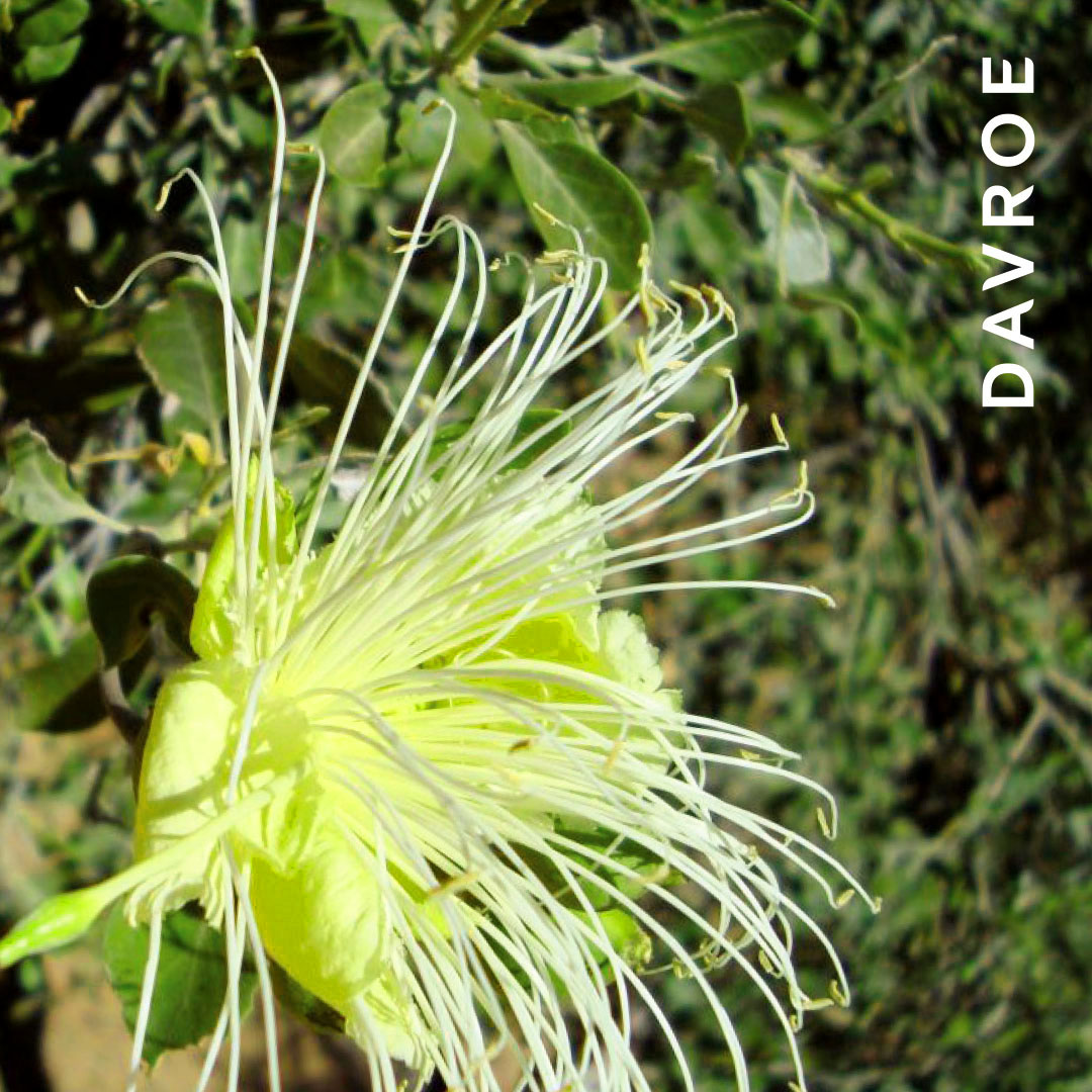 DAVROE-Ingredients-Wild Orange 1080x1080