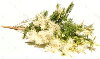 Revive_Shampoo_SnowFlower